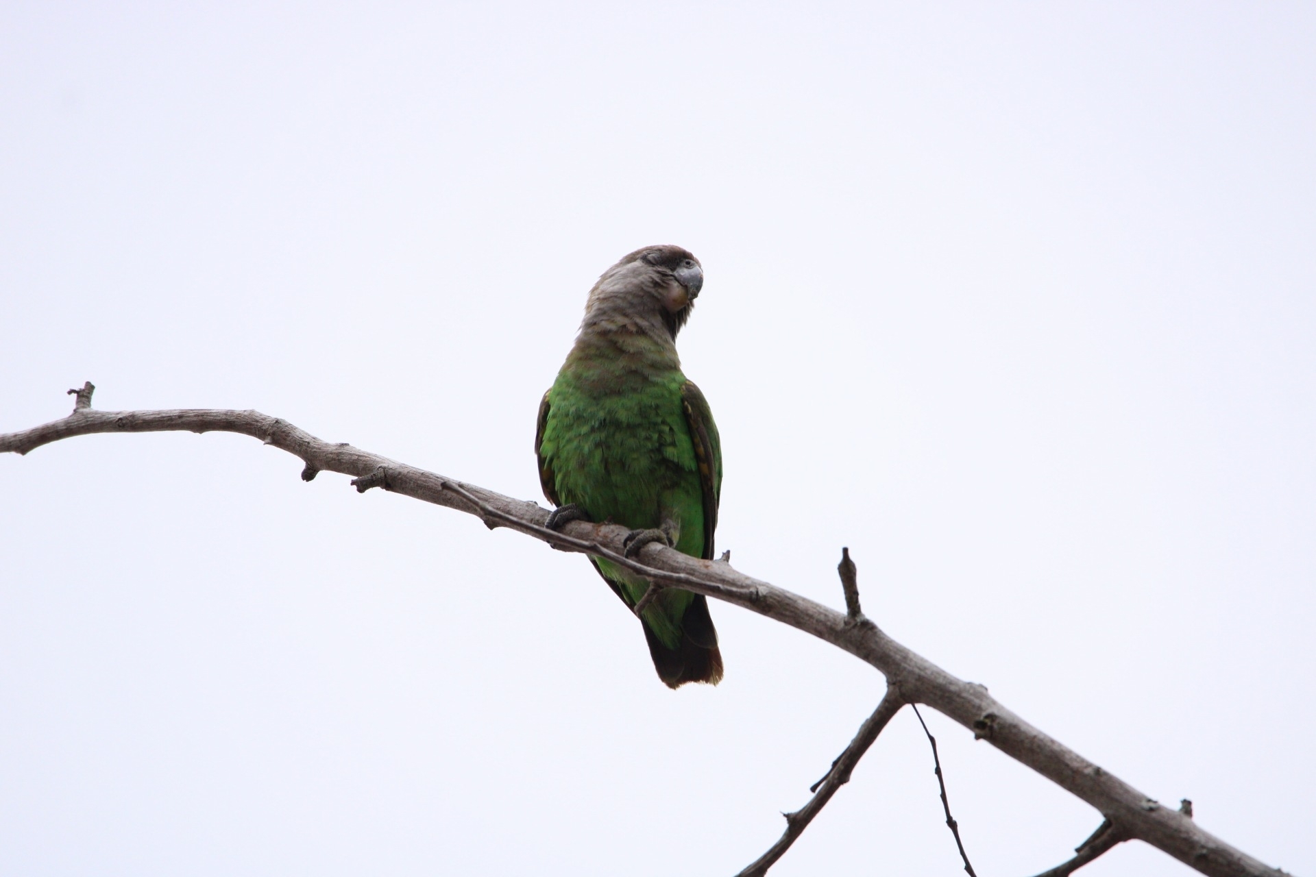 Brown-headed Parrot (Poicephalus cryptoxanthus), photo 10