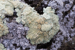 Protoparmeliopsis pinguis