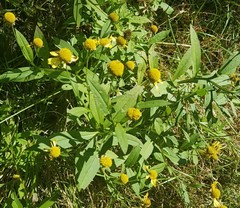 Helenium flexuosum
