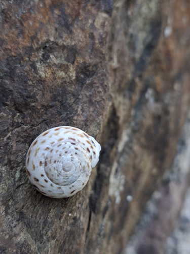 Marmorana saxetana