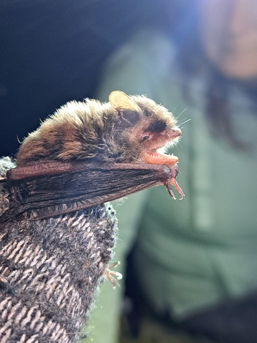 Alcathoe Whiskered Myotis (Myotis alcathoe)