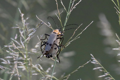 Chauliognathus misellus