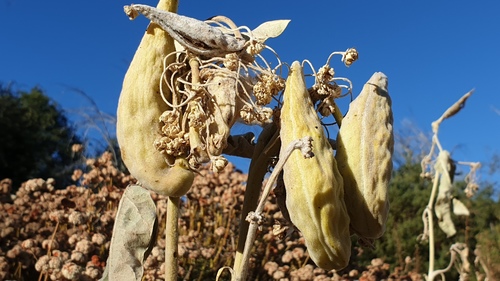 Woolypod milkweed winter