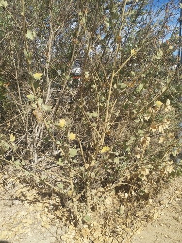 iNaturalist observation photo of Ojai bushmallow