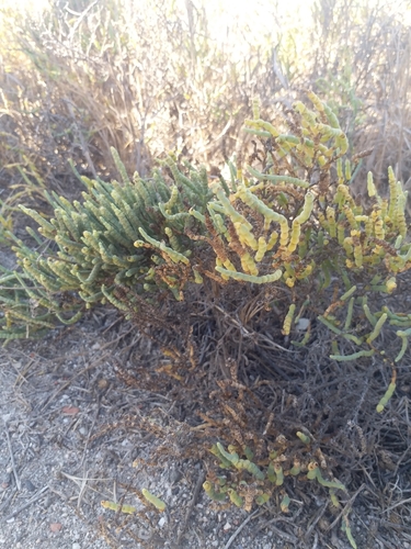 iNaturalist observation photo of Parish's glasswort