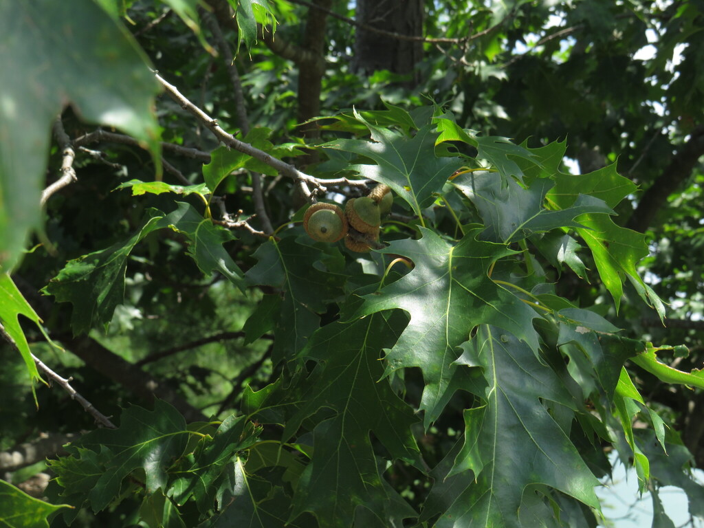 Northern Red Oak