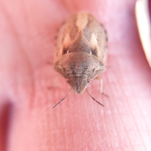 Tortoise Bug, 5223 DC 's-Hertogenbosch, Netherlands, photo 6 of 10