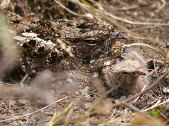 Caprimulgus poliocephalus