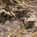 Chotacabras de Ruwenzori - Photo (c) Nik Borrow, algunos derechos reservados (CC BY-NC)