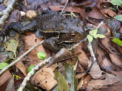 Bufo formosus