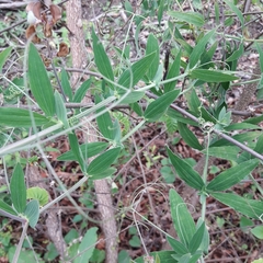 Lathyrus magellanicus