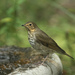 Swainson's Thrush - Photo (c) Mary Keim, some rights reserved (CC BY-NC-SA)