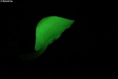 Mycena chlorophos
