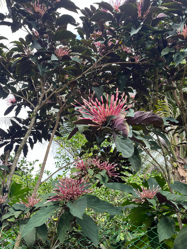 Starburst Bush