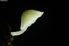 Mycena chlorophos