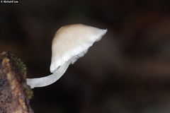 Mycena chlorophos