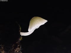 Mycena chlorophos