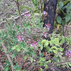 Lathyrus magellanicus