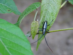 Ptychodes politus