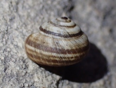 Cernuella cisalpina