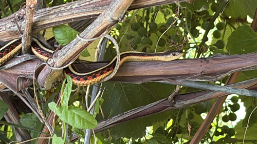 iNaturalist observation 2025-07-26