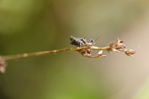 Common Groundhopper, Alkmaar, Nederland, photo 3 of 10