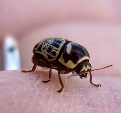 Cryptocephalus cribripennis