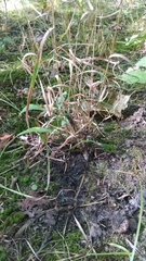 Agrostis perennans