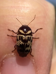 Cryptocephalus cribripennis