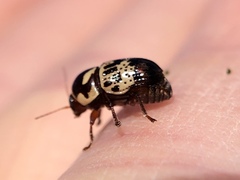 Cryptocephalus cribripennis