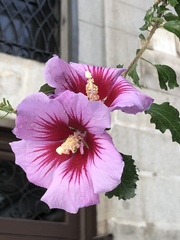 Hibiscus syriacus
