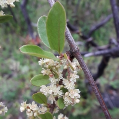 Muehlenbeckia hastulata