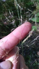 Agrostis perennans