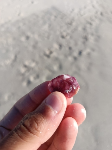 Anomia ephippium