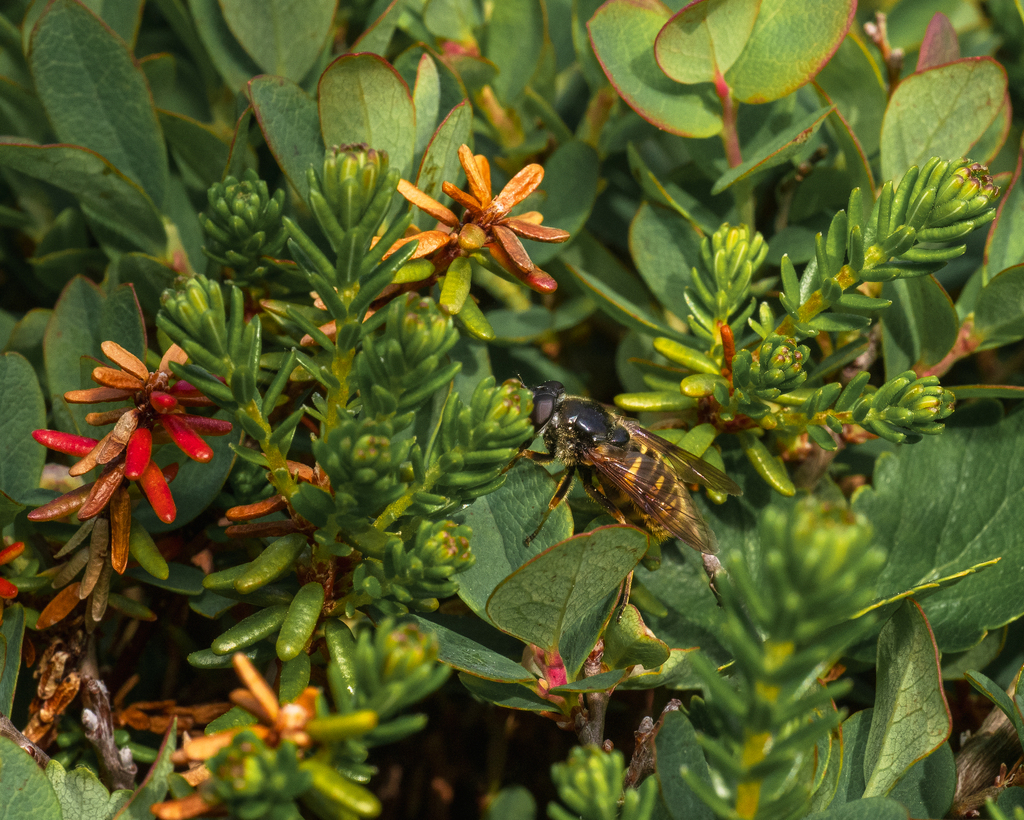 Long-nosed Pond Fly