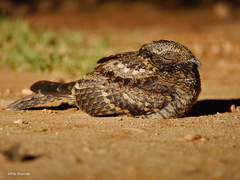 Caprimulgus poliocephalus guttifer