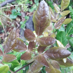 Lardizabala biternata