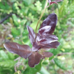 Lardizabala biternata