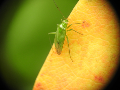 Common Green Capsid, Laren, Noord-Holland, Netherlands, photo 2 of 10