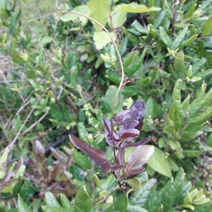 Lardizabala biternata