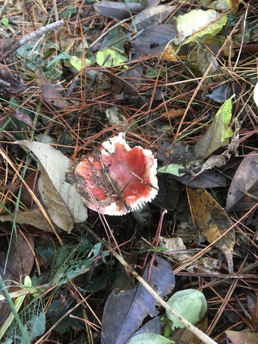 Russula