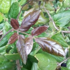 Lardizabala biternata