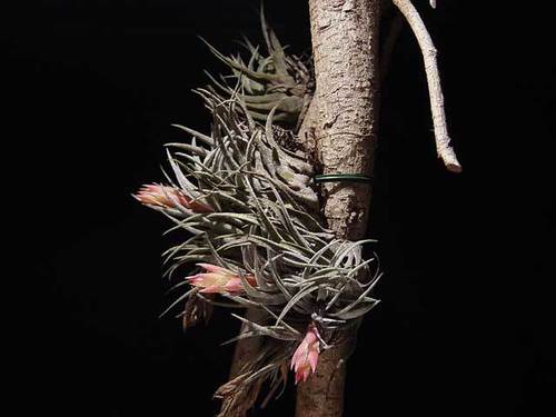 Tillandsia kautskyi
