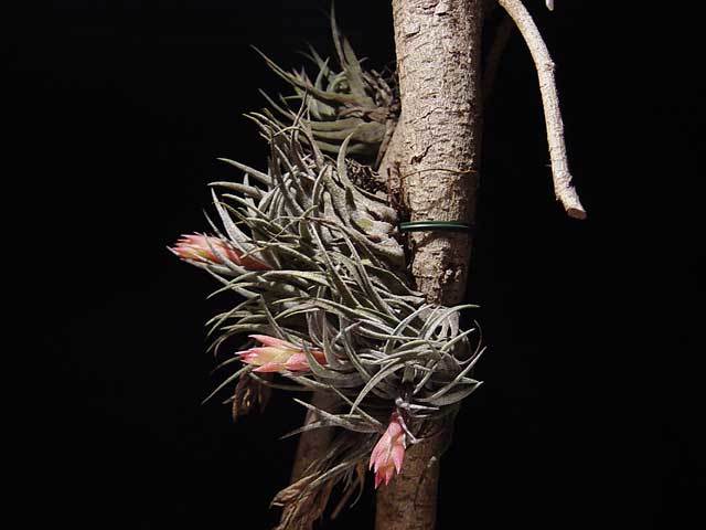 Tillandsia kautskyi