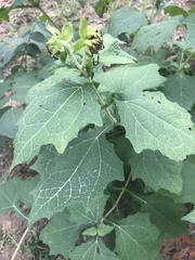 Smallanthus uvedalia