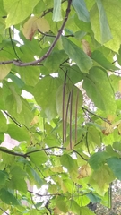 Catalpa bignonioides