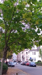 Catalpa bignonioides