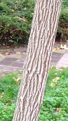 Catalpa bignonioides