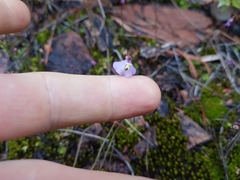 Utricularia grampiana