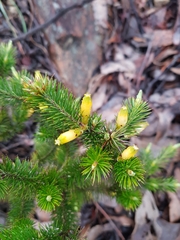Stenanthera pinifolia